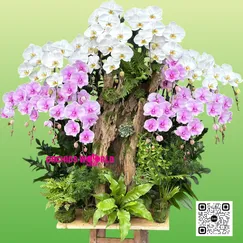 Lan Hồ Điệp Ghép Lũa 20 Cành Trắng Mix Hồng