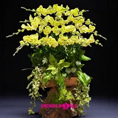 Lan Hồ Điệp Ghép Lũa 20 Cành Xanh