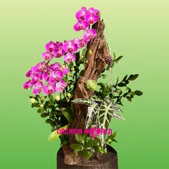 Lan Hồ Điệp Ghép Lũa 5 Cành Hồng Tình Nhân