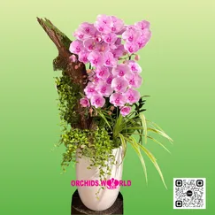 Lan Hồ Điệp Ghép Lũa 6 Cành Hồng Phấn