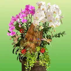 Lan Hồ Điệp Ghép Lũa 7 Cành Trắng Hồng Anna