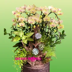 Lan Hồ Điệp Ghép Lũa Mini Xanh