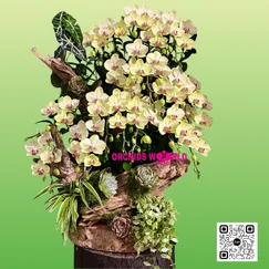 Lan Hồ Điệp Ghép Lũa Mini Xanh –  Lộc Nhỏ – Ý Nghĩa Lớn