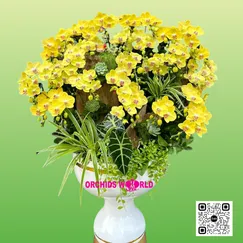 Chậu Lan Hồ Điệp Vàng Ghép Lũa - Kim Sắc Thịnh Vượng