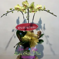 Lan Tiểu Hồ Điệp 3 Cành Vàng Nhạt