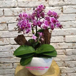 Lan Tiểu Hồ Điệp Đột Biến Tím 3 Cành