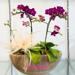 Lan Tiểu Hồ Điệp Tím 2 Cành