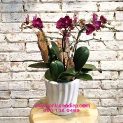 Lan Tiểu Hồ Điệp Tím 3 Cành