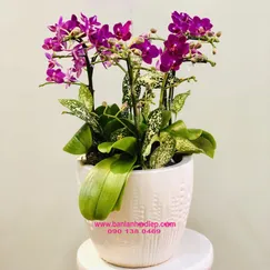 Lan Tiểu Hồ Điệp Tím 4 Cành