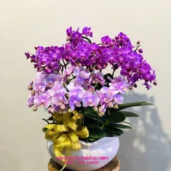 Lan Tiểu Hồ Điệp Tím Hồng 12 Cành