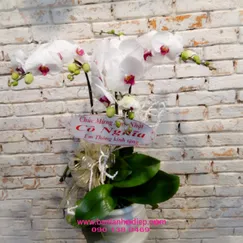 Lan Tiểu Hồ Điệp Trắng 3 Cành