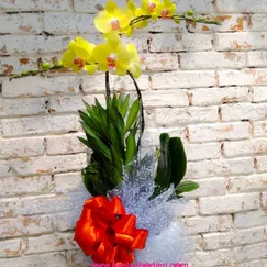 Lan Tiểu Hồ Điệp Vàng 2 Cành