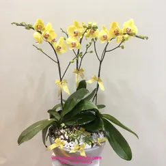 Lan Tiểu Hồ Điệp Vàng 3 Cành