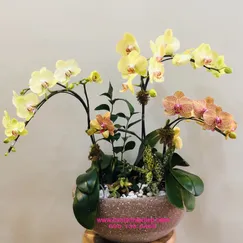 Lan Tiểu Hồ Điệp Vàng Cam Sọc 4 Cành