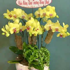 Chậu Lan Hồ Điệp Vàng 5 Cành 2 Tầng