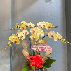 Chậu Lan Hồ Điệp Vàng 5 Cành