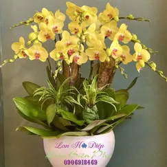 Chậu Lan Hồ Điệp Vàng 10 Cành