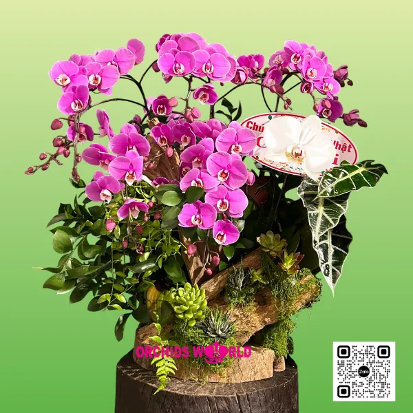 Lan Hồ Điệp Ghép Lũa Mini Băng Băng – Duyên Dáng & Đầy Sức Sống