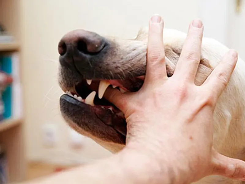 BỆNH DẠI: ĐẶC ĐIỂM, DẤU HIỆU VÀ CÁCH XỬ LÝ KHI BỊ CẮN