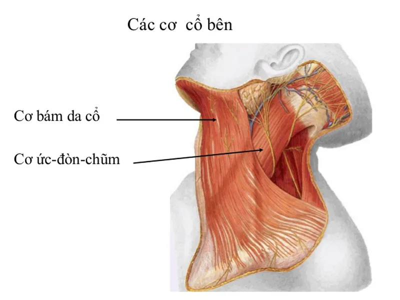 ĐAU CƠ Ở CỔ