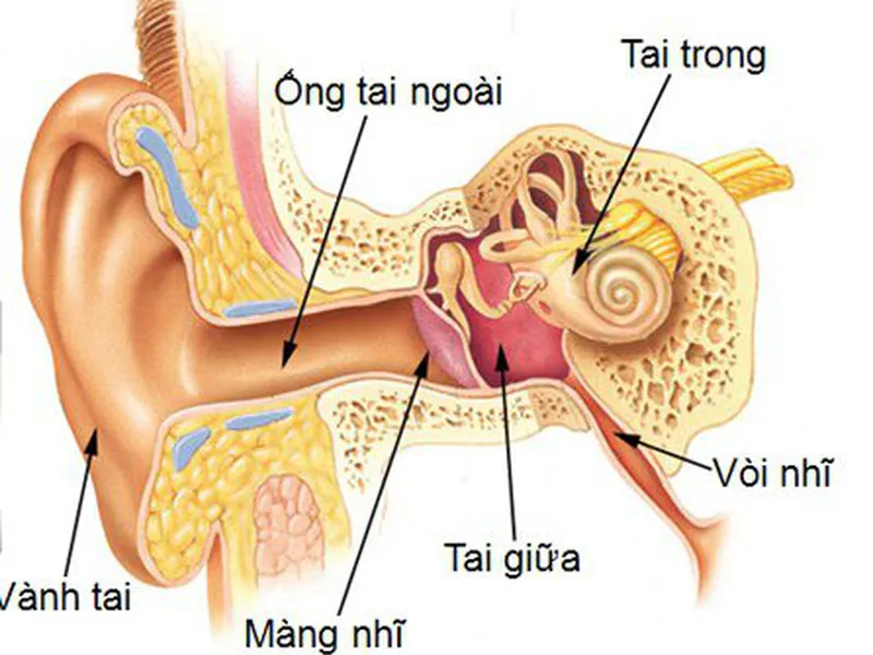 PHẪU THUẬT VÁ NHĨ LÀ GÌ?
