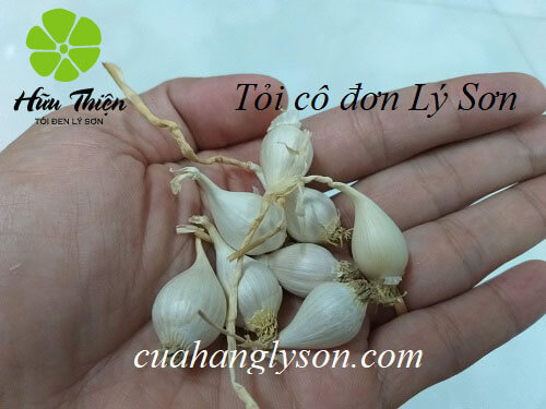 tỏi cô đơn lý sơn tỏi cô đơn lý sơn