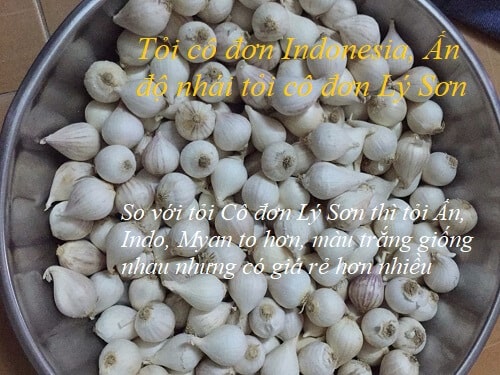 tỏi cô đơn lý sơn tỏi cô đơn lý sơn