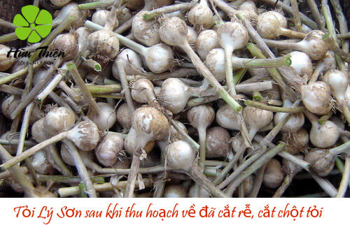 tỏi lý sơn tỏi lý sơn