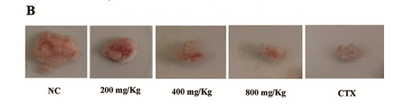 Toi den uc che phat trien ung thu da day 3 Toi den uc che phat trien ung thu da day 3