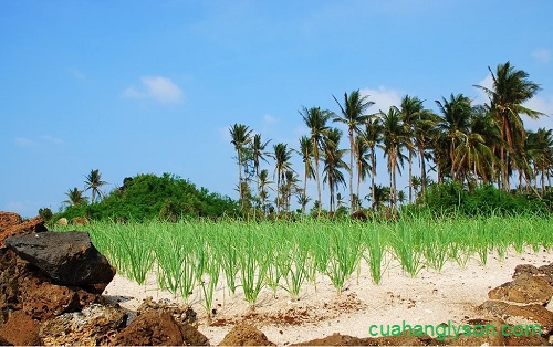 cánh đồng tỏi Lý Sơn cánh đồng tỏi Lý Sơn