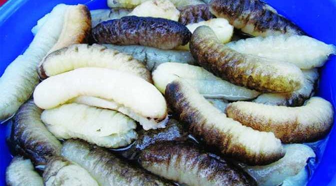 hải sâm hải sâm