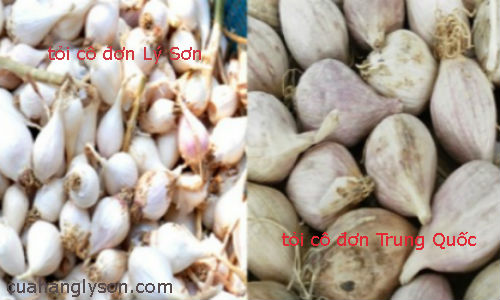 phân biệt tỏi cô đơn Lý Sơn với tỏi TQ phân biệt tỏi cô đơn Lý Sơn với tỏi TQ