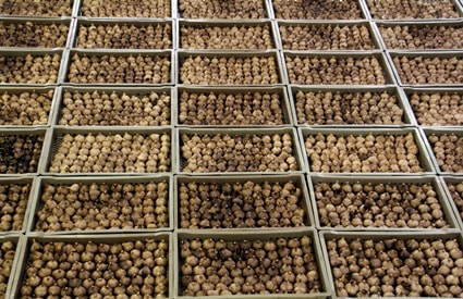 quá trình làm tỏi đen quá trình làm tỏi đen