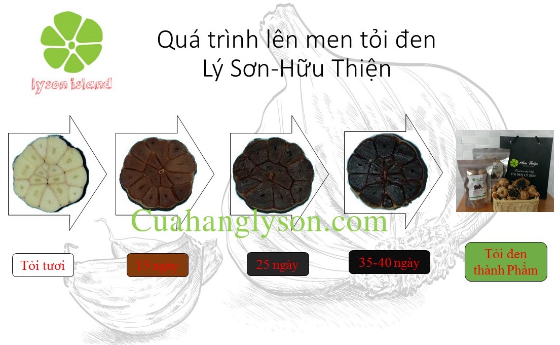 Quá trình lên men tỏi đen Quá trình lên men tỏi đen