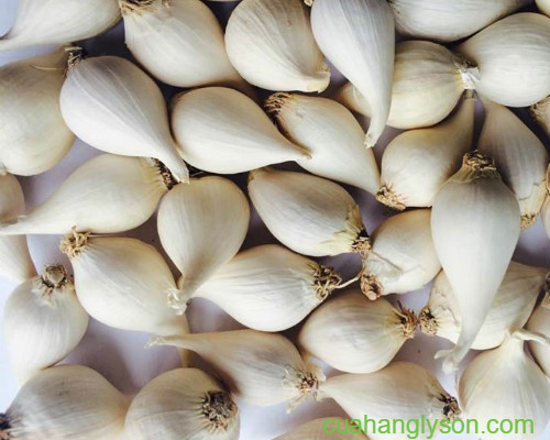 tỏi cô đơn Lý Sơn tỏi cô đơn Lý Sơn