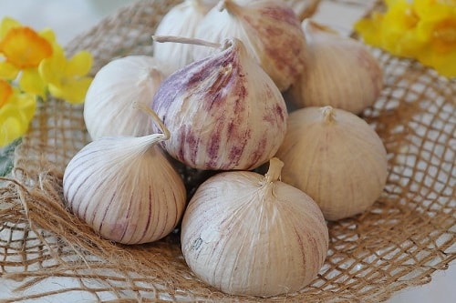 tỏi cô đơn trung quốc tỏi cô đơn trung quốc