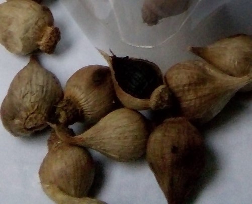 tỏi đen cô đơn Lý Sơn tỏi đen cô đơn Lý Sơn