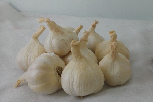 tỏi Lý Sơn tỏi Lý Sơn