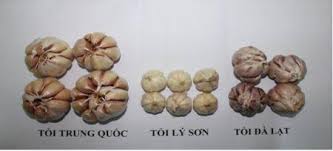 phân biệt tỏi lý sơn với tỏi TQ phân biệt tỏi lý sơn với tỏi TQ