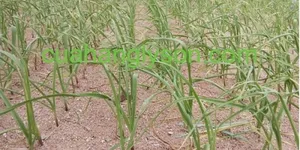 Cách người Nhật Bản trồng tỏi