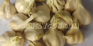 Công dụng không ngờ của tỏi mọc mầm