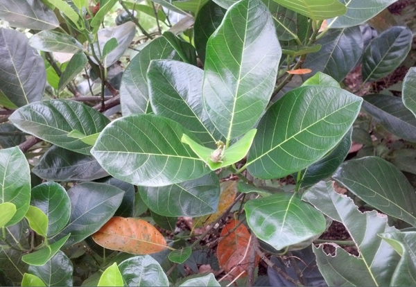 chữa tắc tia sữa bằng lá mít