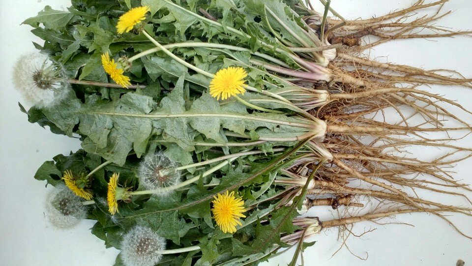 chữa tắc tia sữa bằng lá bồ công anh