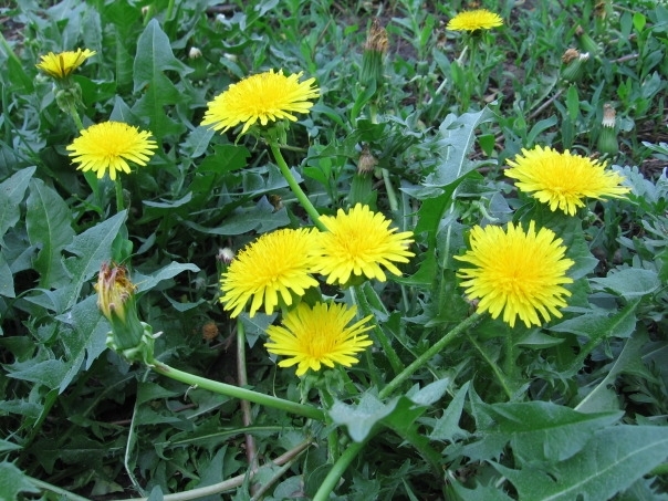 chữa tắc tia sữa bằng lá bồ công anh