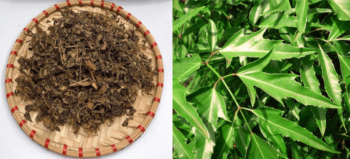 Cách chữa tắc tia sữa bằng lá đinh lăng