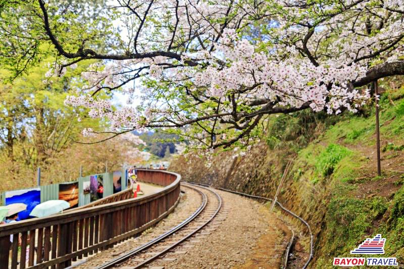 Alishan một điểm đến du lịch cực kỳ lý tưởng cho những bạn yêu chuộng thiên nhiên của Đài Loan Alishan một điểm đến du lịch cực kỳ lý tưởng cho những bạn yêu chuộng thiên nhiên của Đài Loan