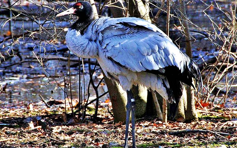 Du lịch Lệ giang cổ trấn mùa thu: Loài động vật Sếu cổ đen tại Potaso ở Lệ giang cổ trấn (Ảnh sưu tầm) Du lịch Lệ giang cổ trấn mùa thu: Loài động vật Sếu cổ đen tại Potaso ở Lệ giang cổ trấn (Ảnh sưu tầm)