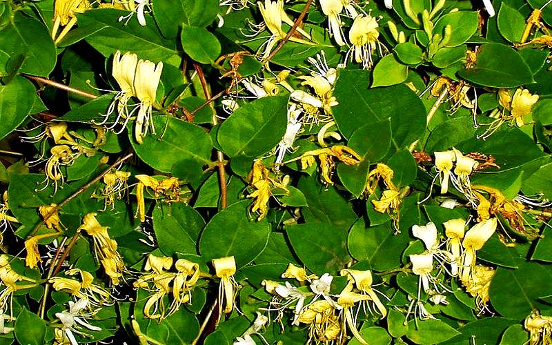 Du lịch Lệ giang cổ trấn mùa thu: Cây kim ngân trong danh sách bảo tồn tại Vườn quốc gia ở Lệ giang (Ảnh sưu tầm) Du lịch Lệ giang cổ trấn mùa thu: Cây kim ngân trong danh sách bảo tồn tại Vườn quốc gia ở Lệ giang (Ảnh sưu tầm)