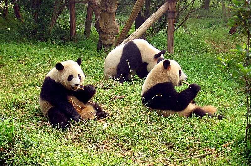 Khu bảo tồn gấu trúc lớn - du lịch Tứ Xuyên Khu bảo tồn gấu trúc lớn - du lịch Tứ Xuyên