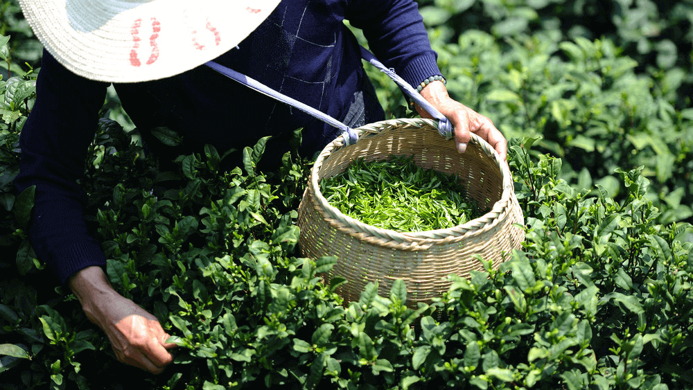 Trà Long Tỉnh sẽ là món quà thật ý nghĩa khi du lịch đến Hàng Châu Thượng Hải Trà Long Tỉnh sẽ là món quà thật ý nghĩa khi du lịch đến Hàng Châu Thượng Hải